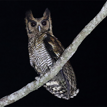Fraser's Eagle-owl