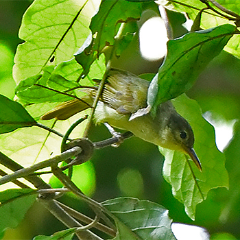 Fraser's Sunbird
