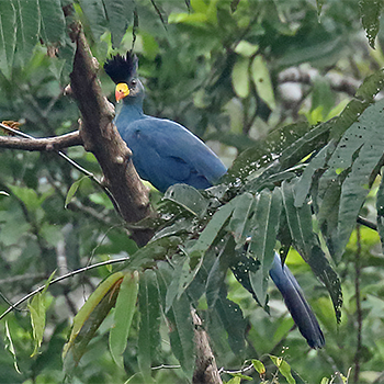 Great Blue Turaco