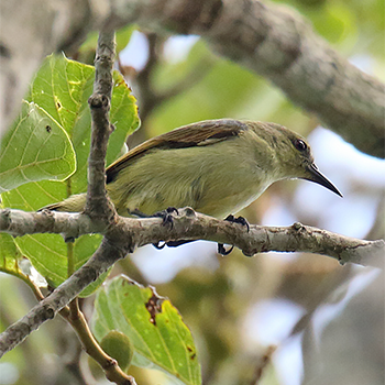 Green Sunbird