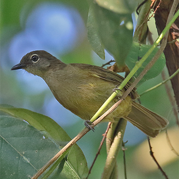 (Little) Grey Greenbul