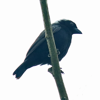 Grey-headed Nigrita