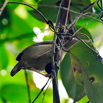 Grey Longbill