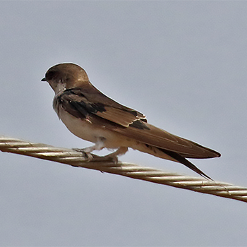 Grey-rumped Swallow