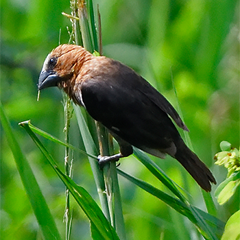 Grosbeak Weaver