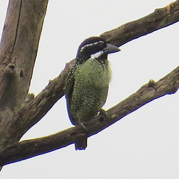 Hairy-breasted Barbet