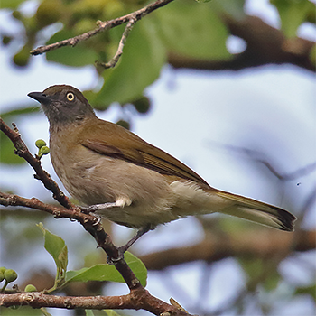 Honeyguide Greenbul
