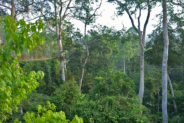 Kakum