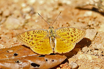 Light-brown Forester