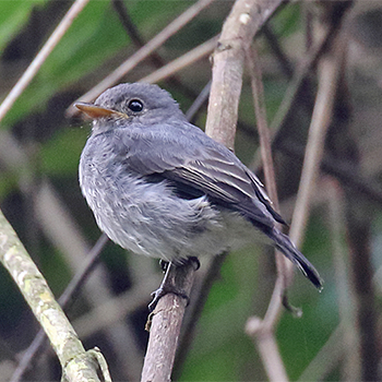 Little (Grey) Flycatcher
