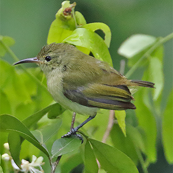 Little Green Sunbird