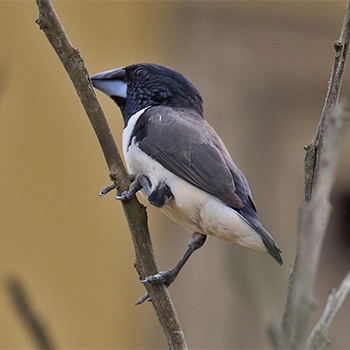 Magpie Manakin