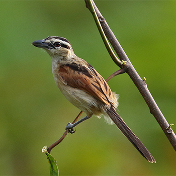Marsh Tchagra