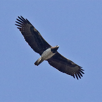 Martial Eagle