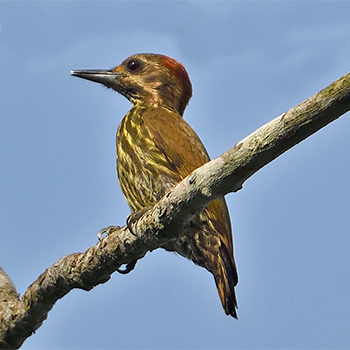 Melancholy Woodpecker