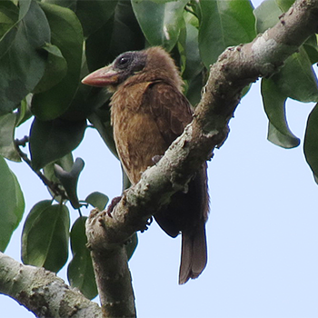 Naked-faced Barbet