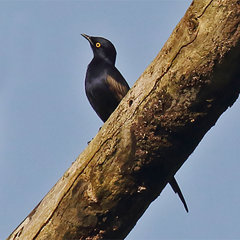 Narrow-tailed Starling