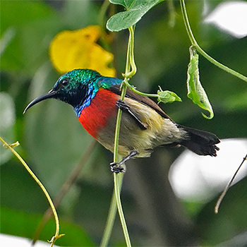 Olive-bellied Sunbird