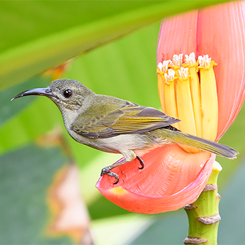 Olive Sunbird