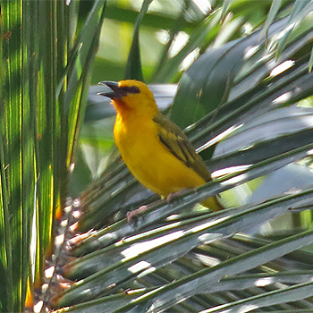 Orange Weaver