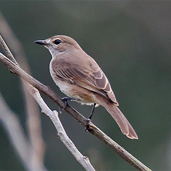 Pale Flycatcher