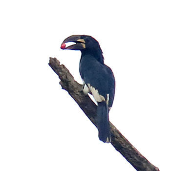 Piping Hornbill
