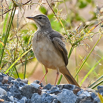 Plain-backed Pipit
