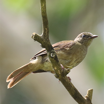Plain (Cameroon Sombre) Greenbul