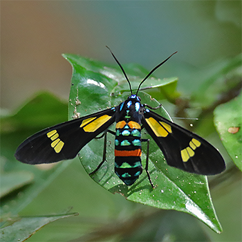 Pleasant Hornet Moth