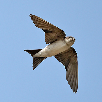 Preuss's Swallow