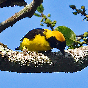 Preuss's Weaver