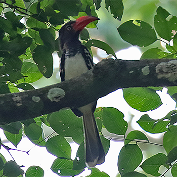 Red-billed Dwarf Hornbill