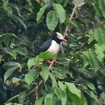 Red-billed Helmetshrike