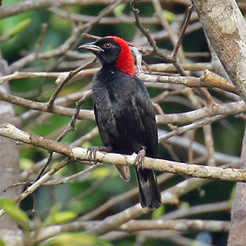 Red-headed Malimbe