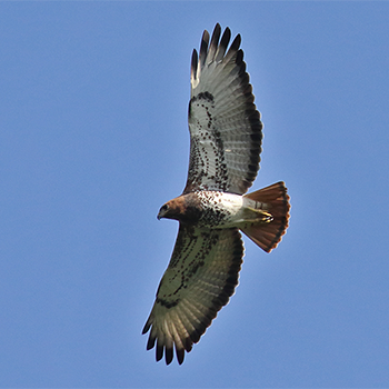 Red-necked Buzzard