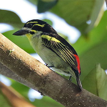 Red-rumped Tinkerbird