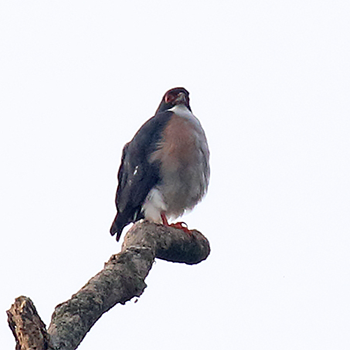 Red-thighed Sparrowhawk