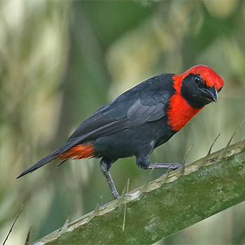 Red-vented Malimbe