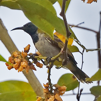 Reichenbach's Sunbird