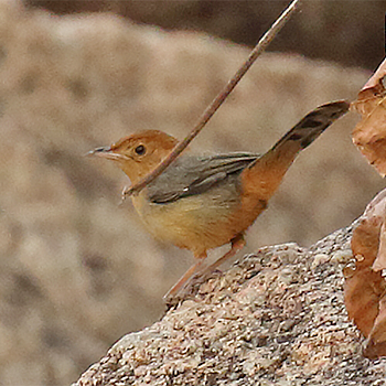 Rock-loving Cisticola