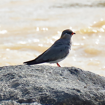 Rock Pratincole