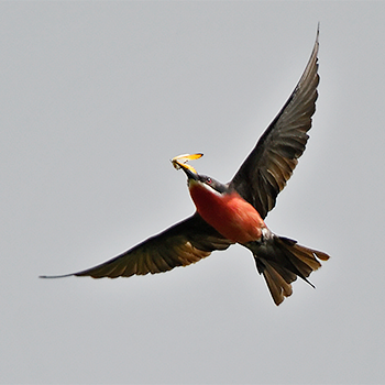 Rosy Bee-eater