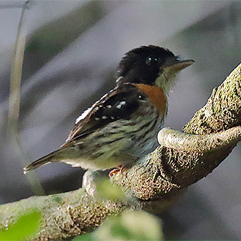 Rufous-sided Broadbill