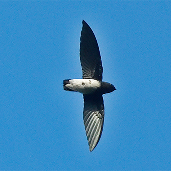 Sabine's Spinetail