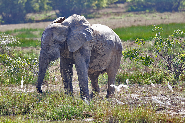 Savannah Elephant