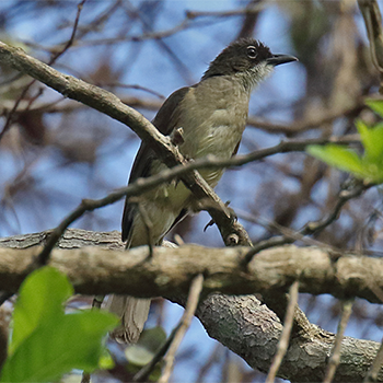 Simple Greenbul