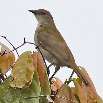 Slender-billed Greenbul