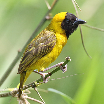 Slender-billed Weaver