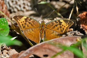 Sophus Forester