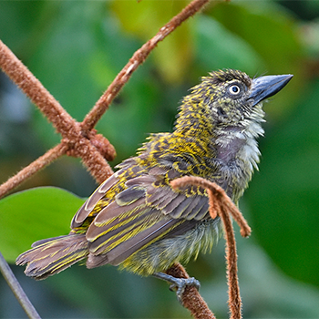 Speckled Tinkerbird